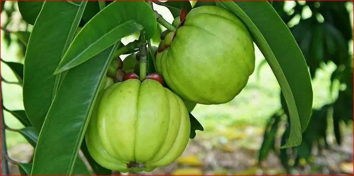 Le Garcinia idéal pour maigrir Garcinia